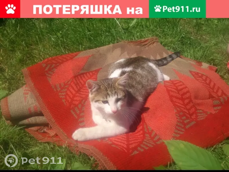 Пропал кот Мурзик на улице Новостроевская в Щербинке - photo