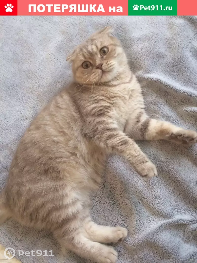 Пропала кошка в Кулаково, ул. Семеновых, британец, помогите! - photo