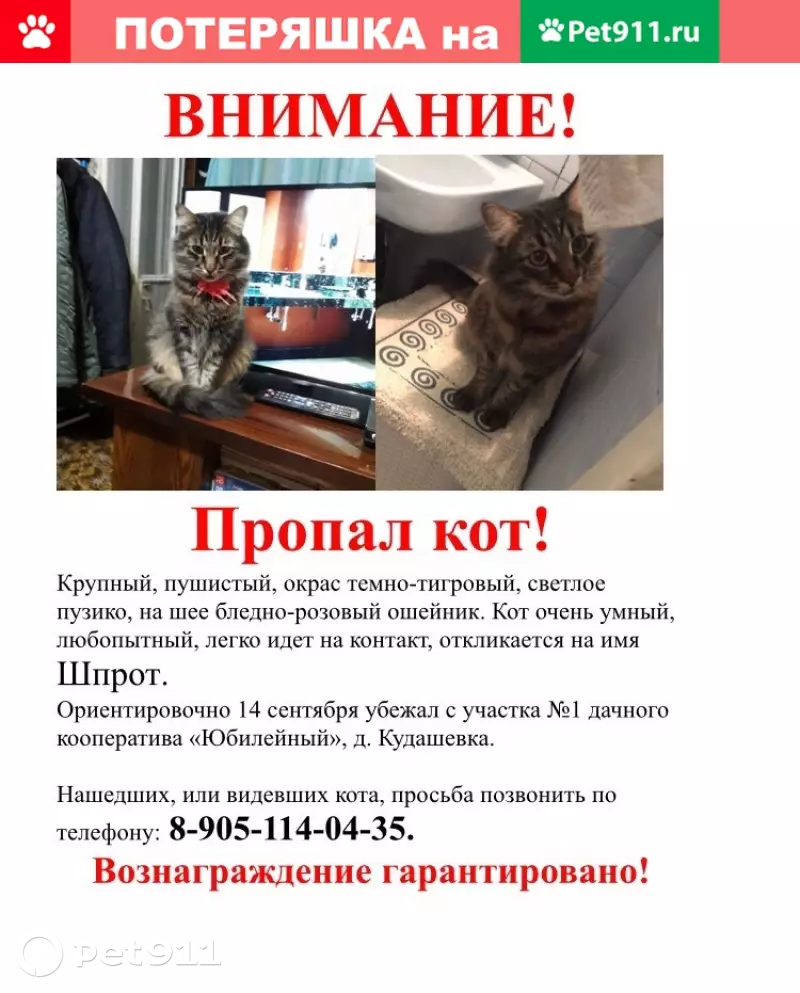 Пропала кошка в д. Кудашевка, Тула. | Pet911.ru