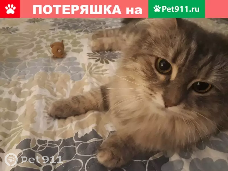 Пропала пушистая кошка в Гомеле, Беларусь - photo