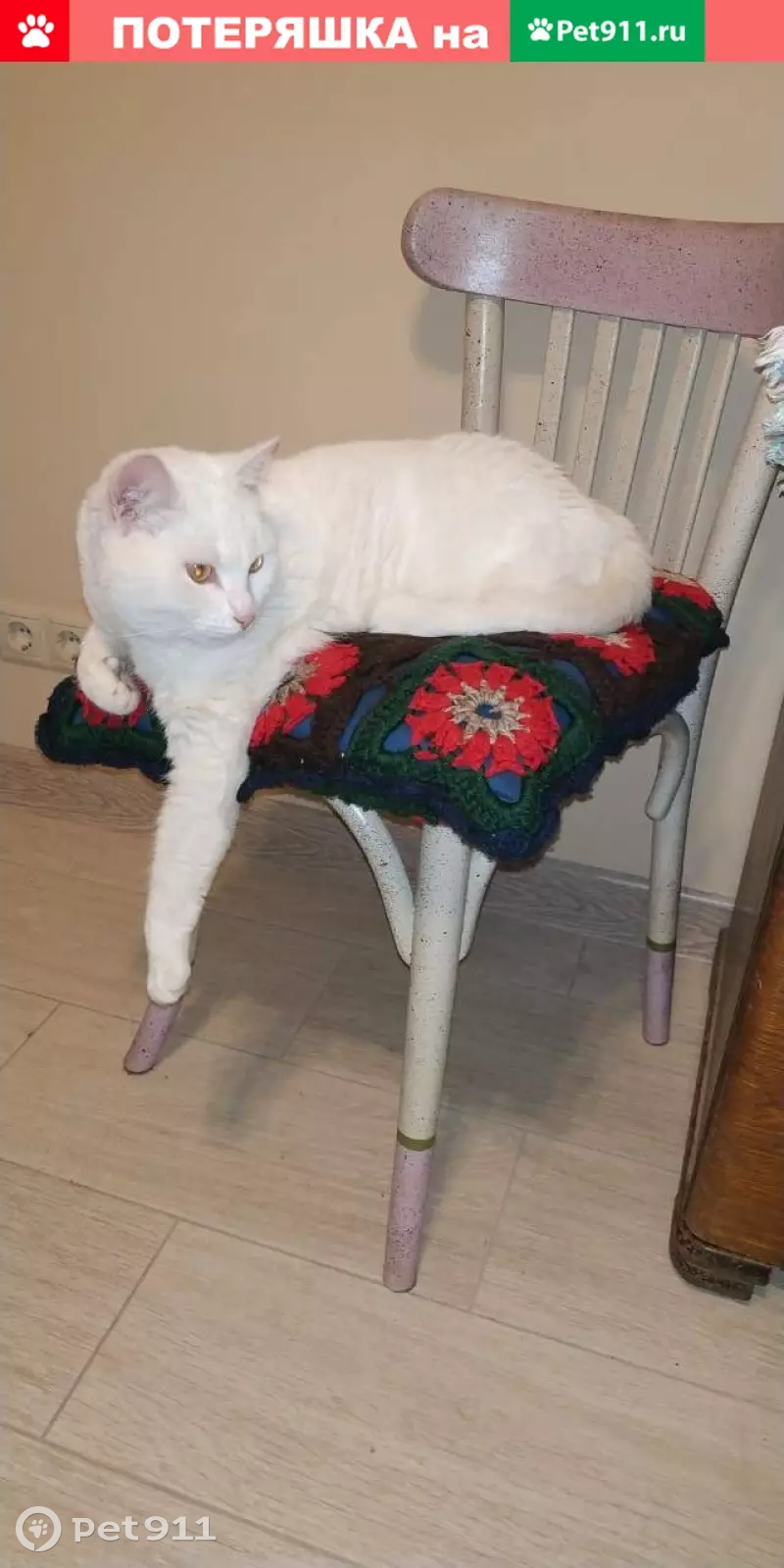 Пропала глухая белая кошка на Новоясеневском проспекте (32к1) - photo