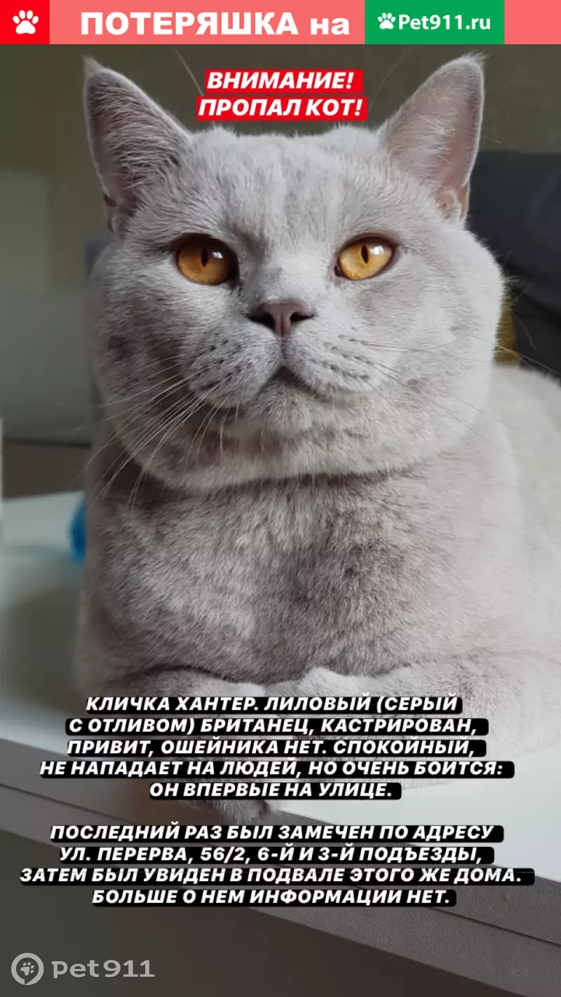 Пропал Короткошерстный британец Хантер в Москве. | Pet911.ru