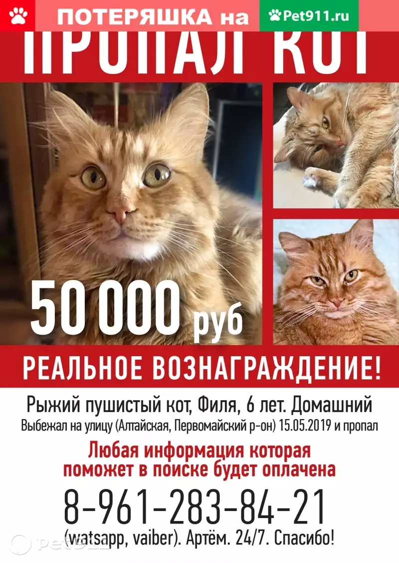 Пропала кошка Филя на Алтайской 7, Ростов-на-Дону | Pet911.ru