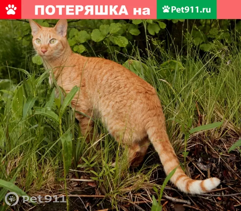 Пропал кот в СПб, м. Нарвская, Старо-Петергофский проспект, 28.