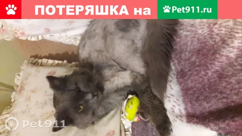 Пропал кот, снт Гавриково, Южное Бутово - photo