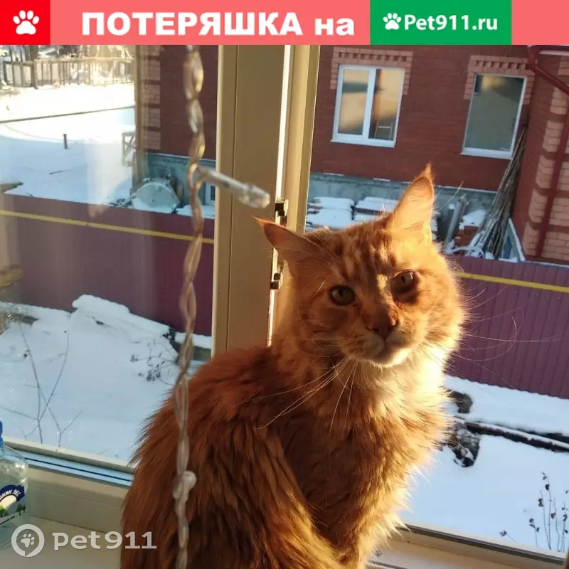 Пропал рыжий кот в Екатеринбурге, ул. Скальная, вознаграждение - photo