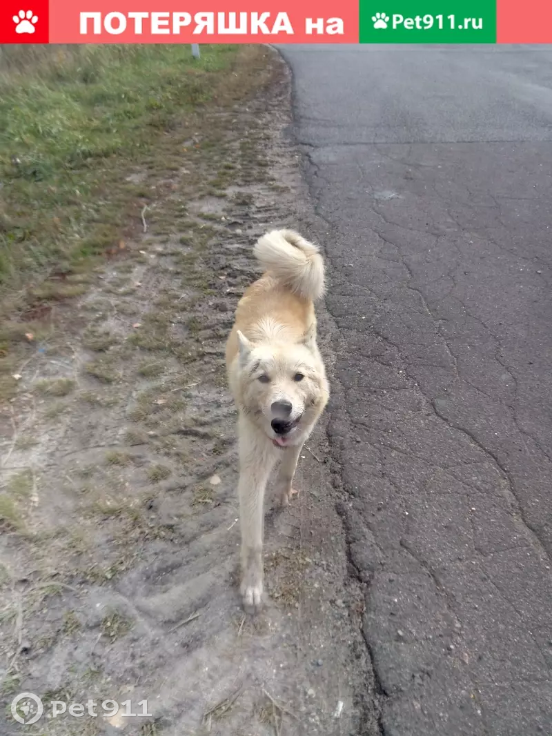 Собака Лайка найдена возле Аэропорта Брянск, ищем хозяина. | Pet911.ru