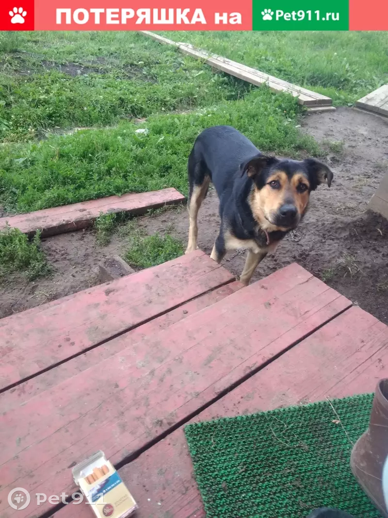 Пропала собака Клайд в районе Игнатьево, Москва - photo