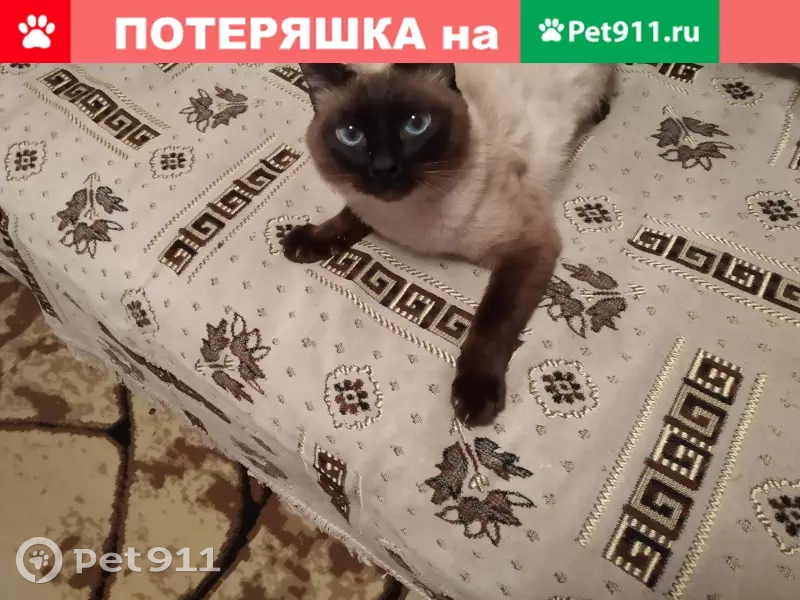 Пропала кошка в Лисаковске, дом 21 - photo