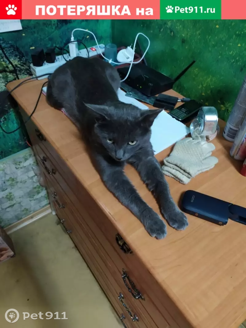 Пропала кошка Ушол по адресу 3-я Парковая улица, 48 - photo