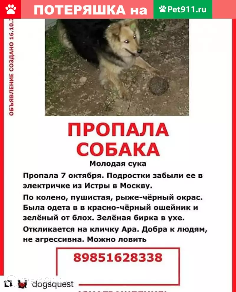 Пропала собака в электричке на маршруте Истра-Москва | Pet911.ru