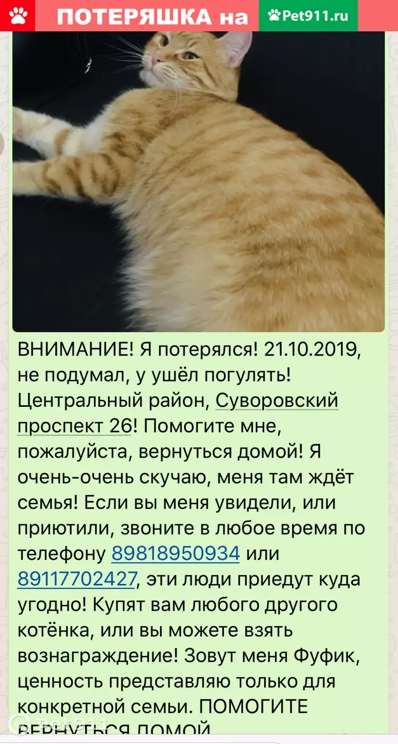 Пропал кот на Суворовском проспекте 28 | Pet911.ru