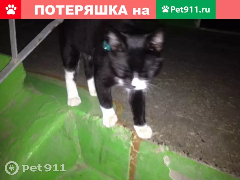 Котенок найден на ул. Трубников, 48а - photo 2