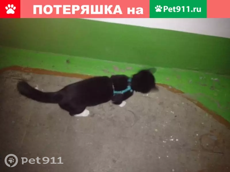 Котенок найден на ул. Трубников, 48а - photo 3