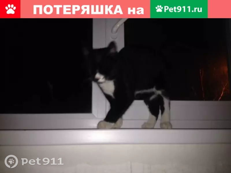 Котенок найден на ул. Трубников, 48а - photo 4