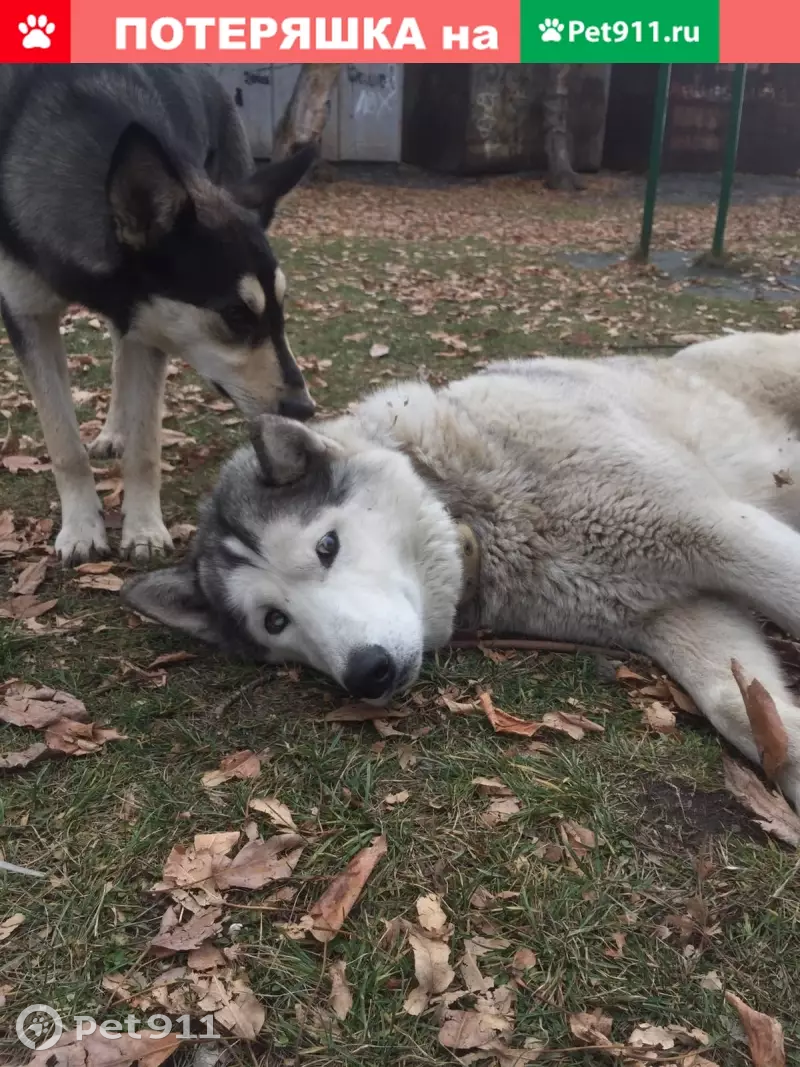 Найден хаски на ул. 2-й Стройгородок, Челябинск | Pet911.ru