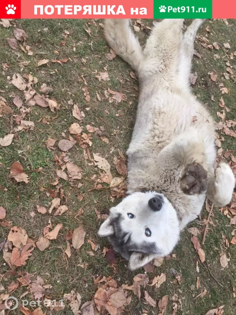 Найден хаски на ул. 2-й Стройгородок, Челябинск | Pet911.ru