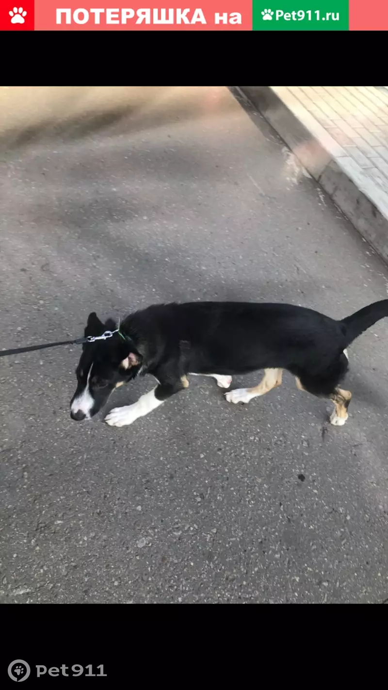 Пропала собака в деревне Зименки, Москва - photo