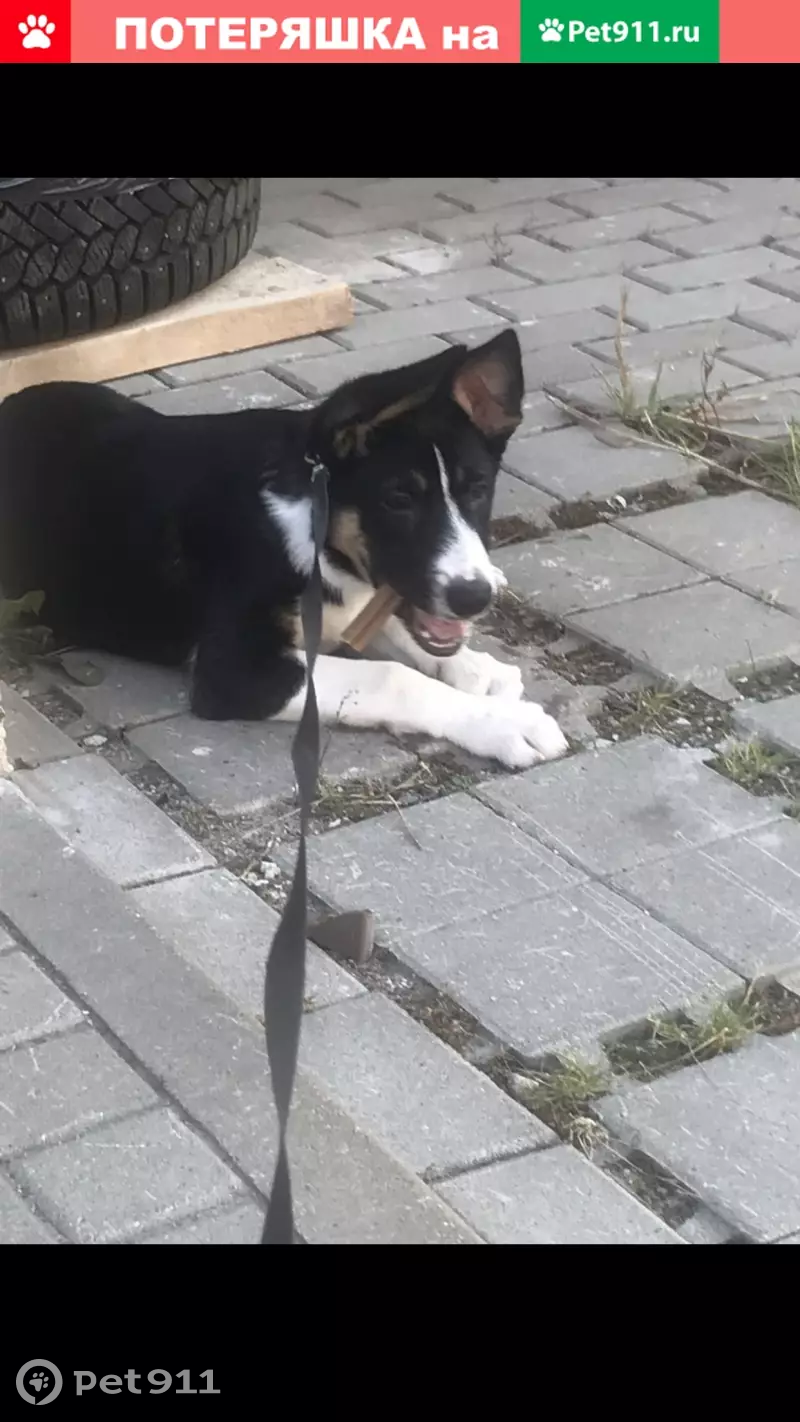 Пропала собака метис в Зименки-Летово, звоните Анастасии. - photo