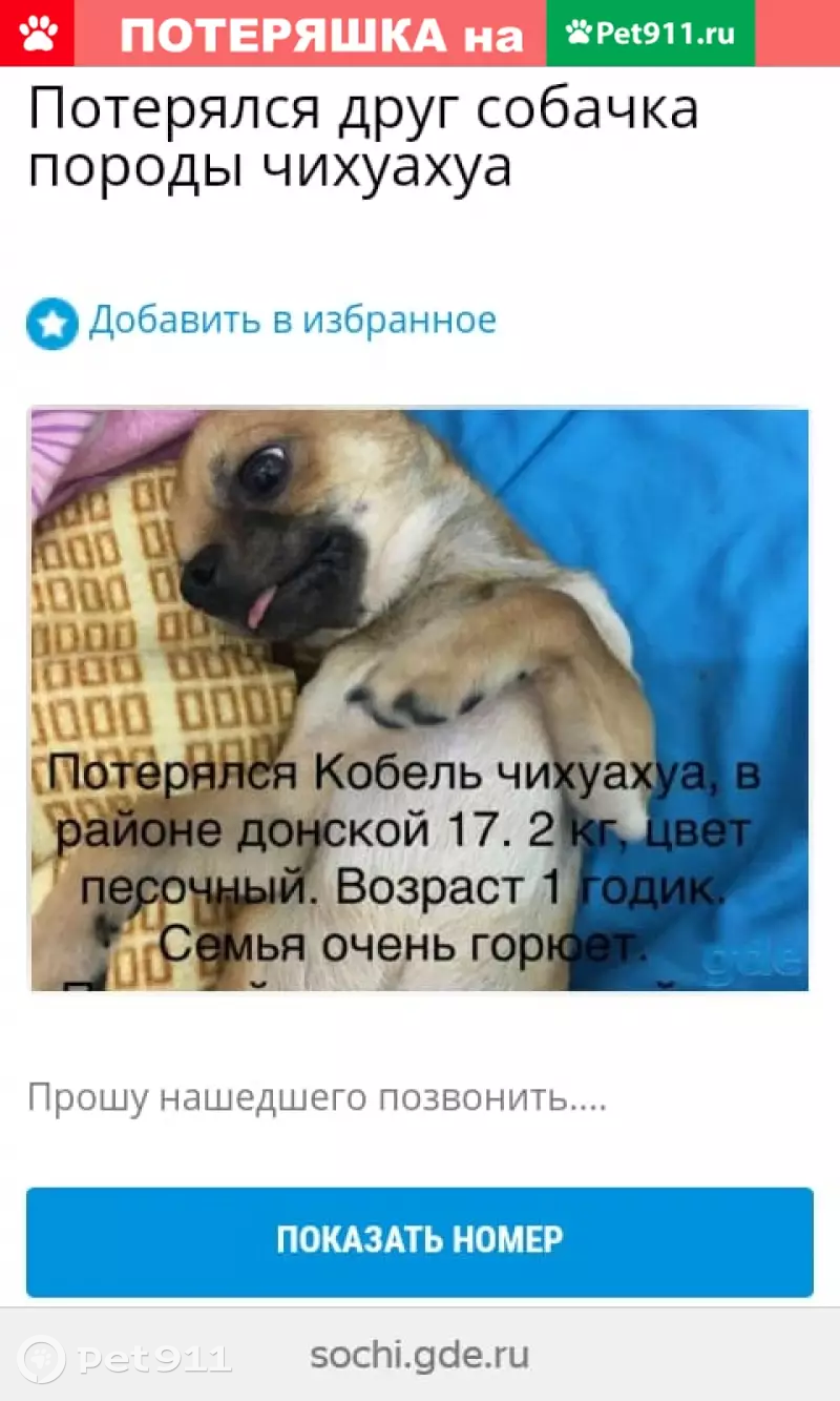 Пропала чихуахуа на Донской 17, Сочи | Pet911.ru