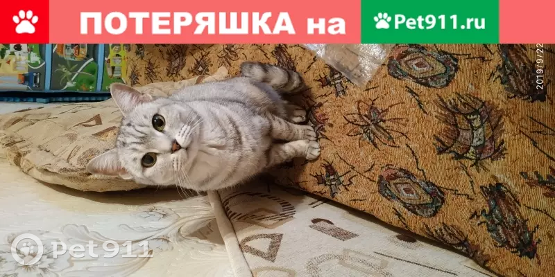 Пропала кошка Ева на ул. Моторостроителей-Становцев, Тюмень. - photo