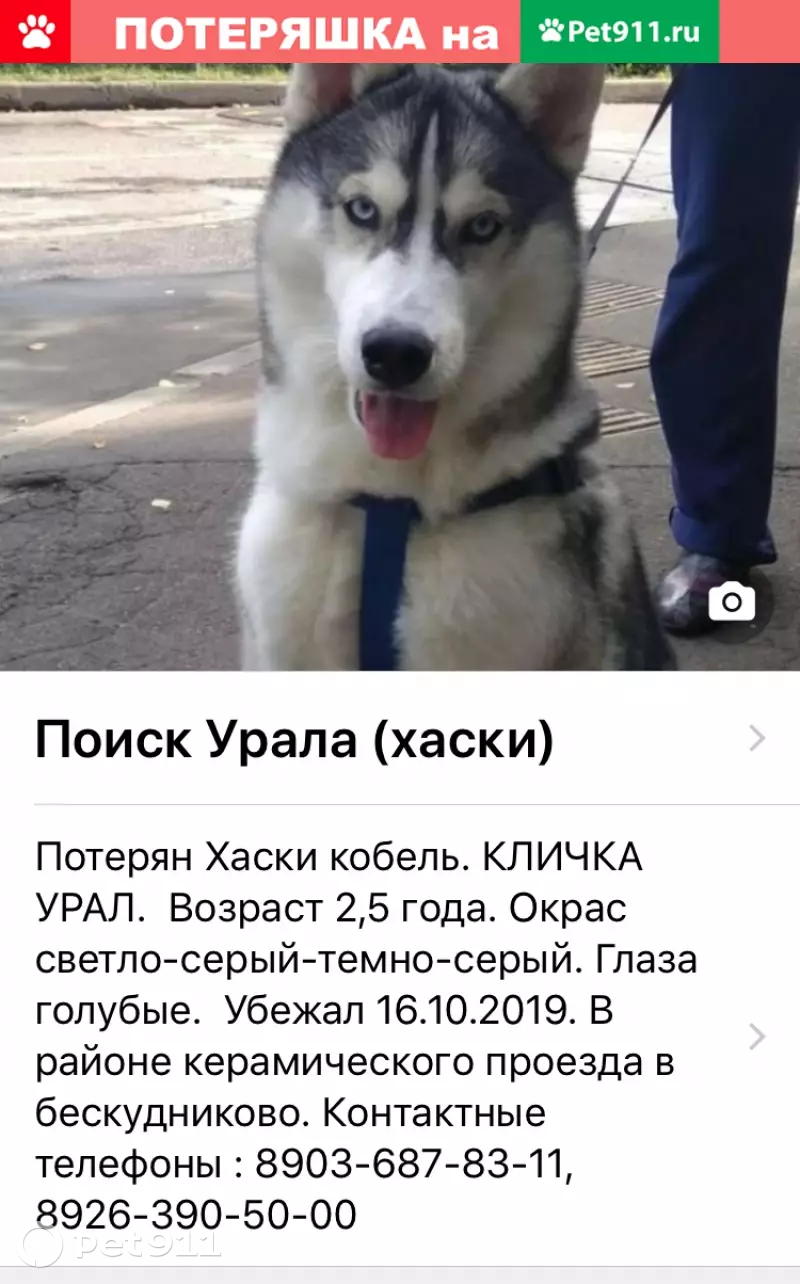 Пропала собака Хаски, Москва, Бескудниковский район, тел. на фото |  Pet911.ru