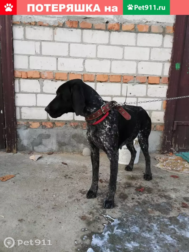 Найдена собака в Кобрине с красным ошейником - photo