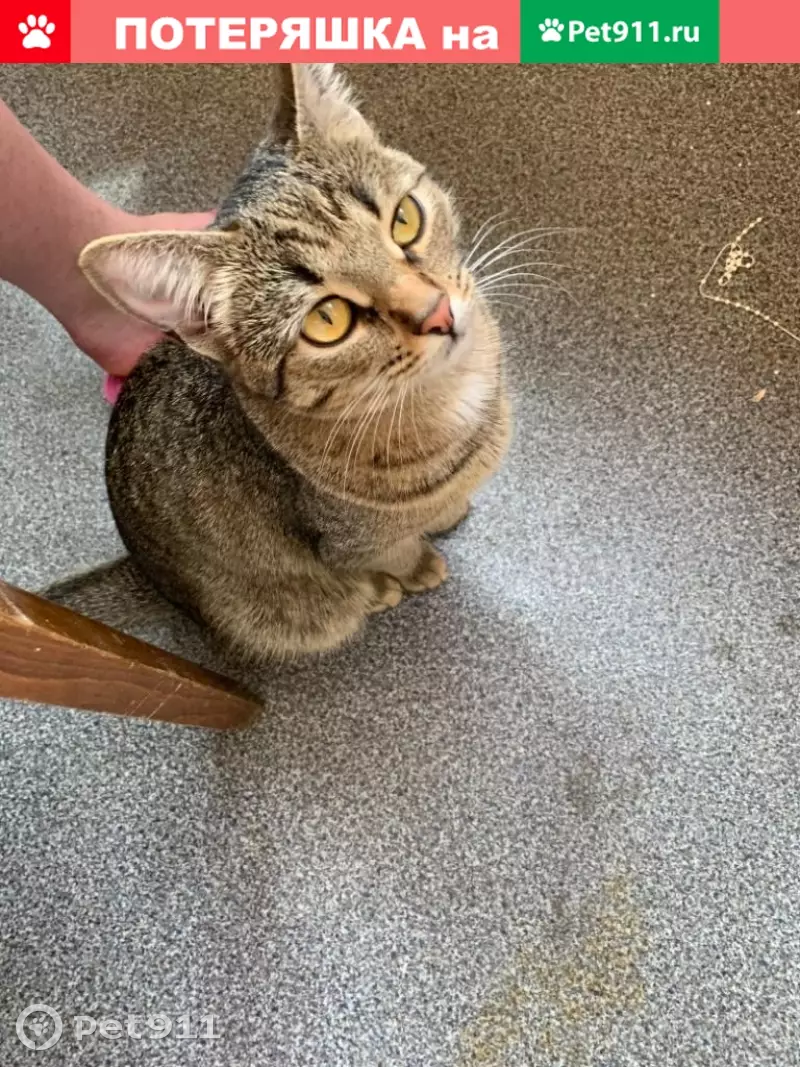 Пропала кошка Нюра на Ташкентской улице (30 символов) - photo