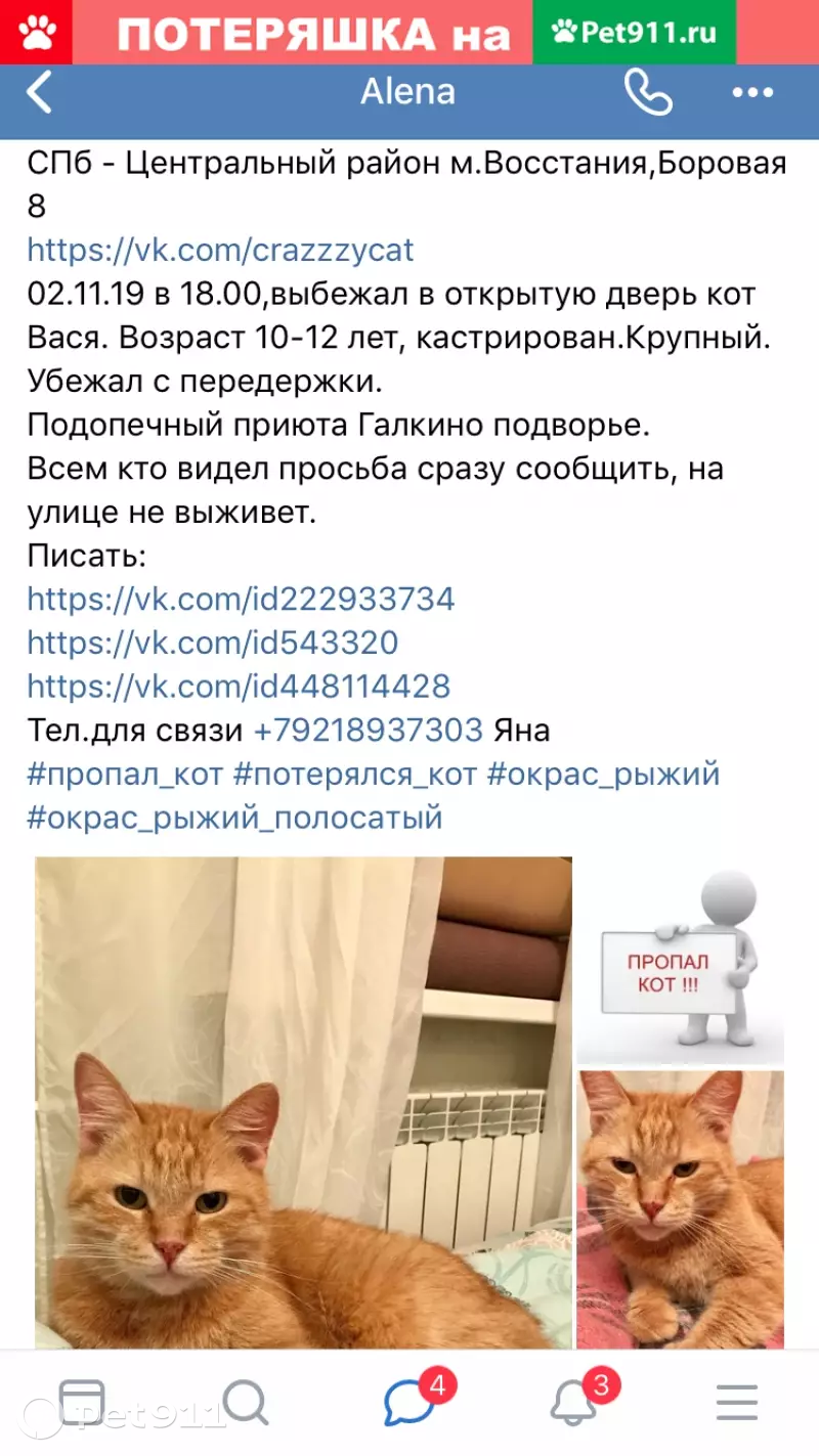 Пропал кот на Марата и Боровой в СПб | Pet911.ru