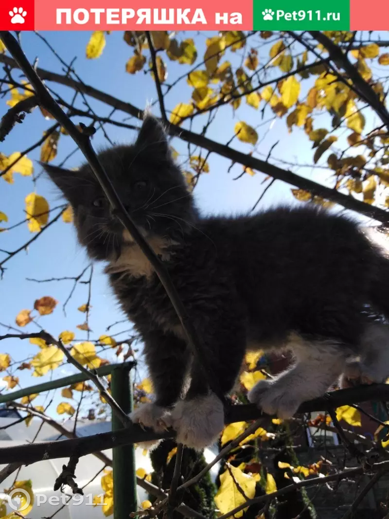 Пропал котенок Биткоин в Барановичах, вознаграждение. | Pet911.ru