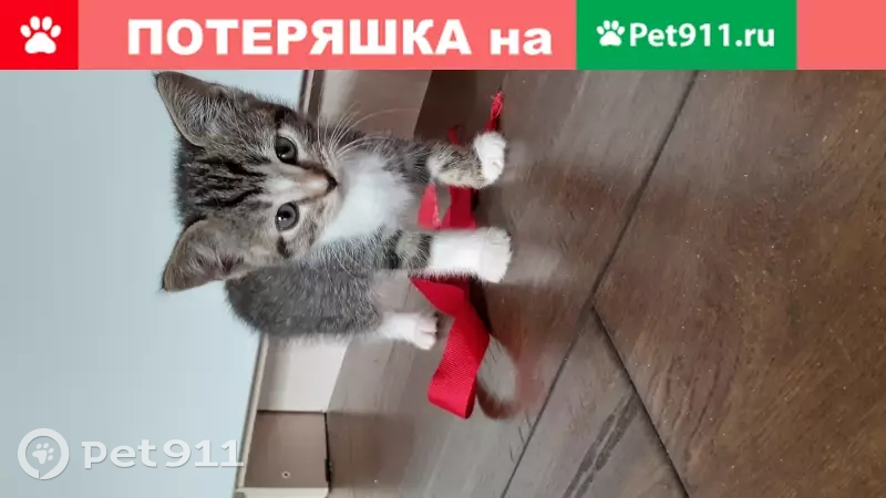 Пропала кошка Скай на Камышовой улице в Санкт-Петербурге. | Pet911.ru