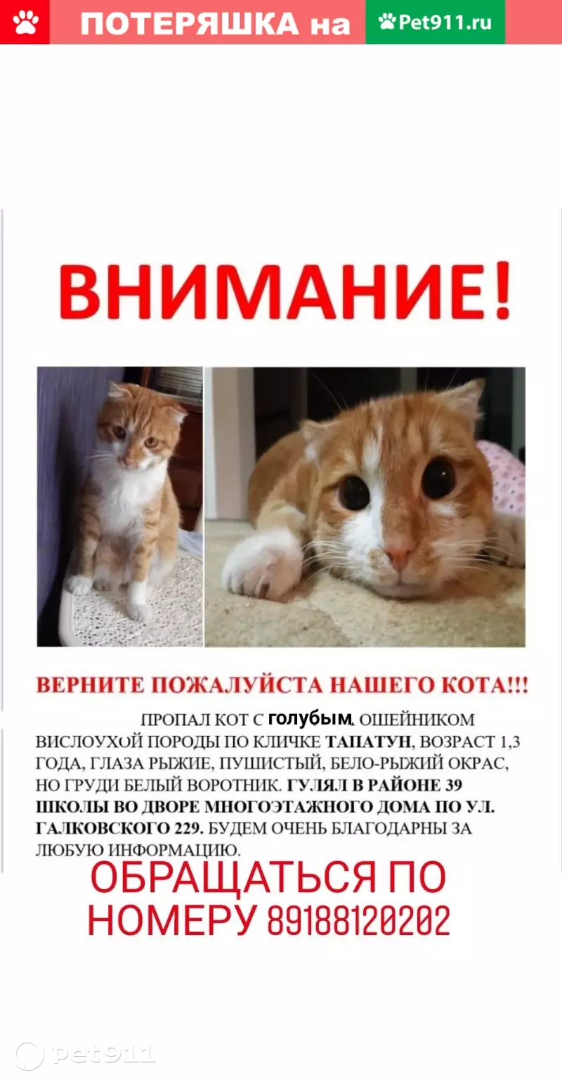 Пропала кошка на ул. Галковского, Владикавказ | Pet911.ru