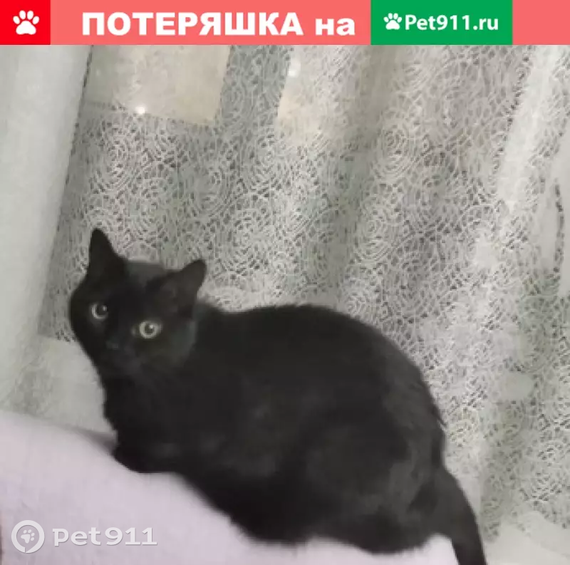 Пропала кошка Багира на Шелепихинском шоссе - photo