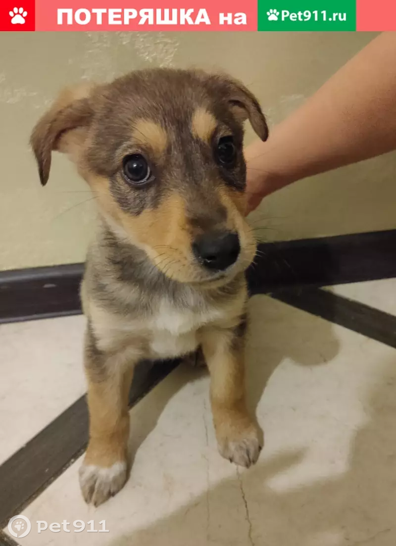 Найдена домашняя собака в Брянске, возраст 2 месяца, помесь русской гончей. - photo