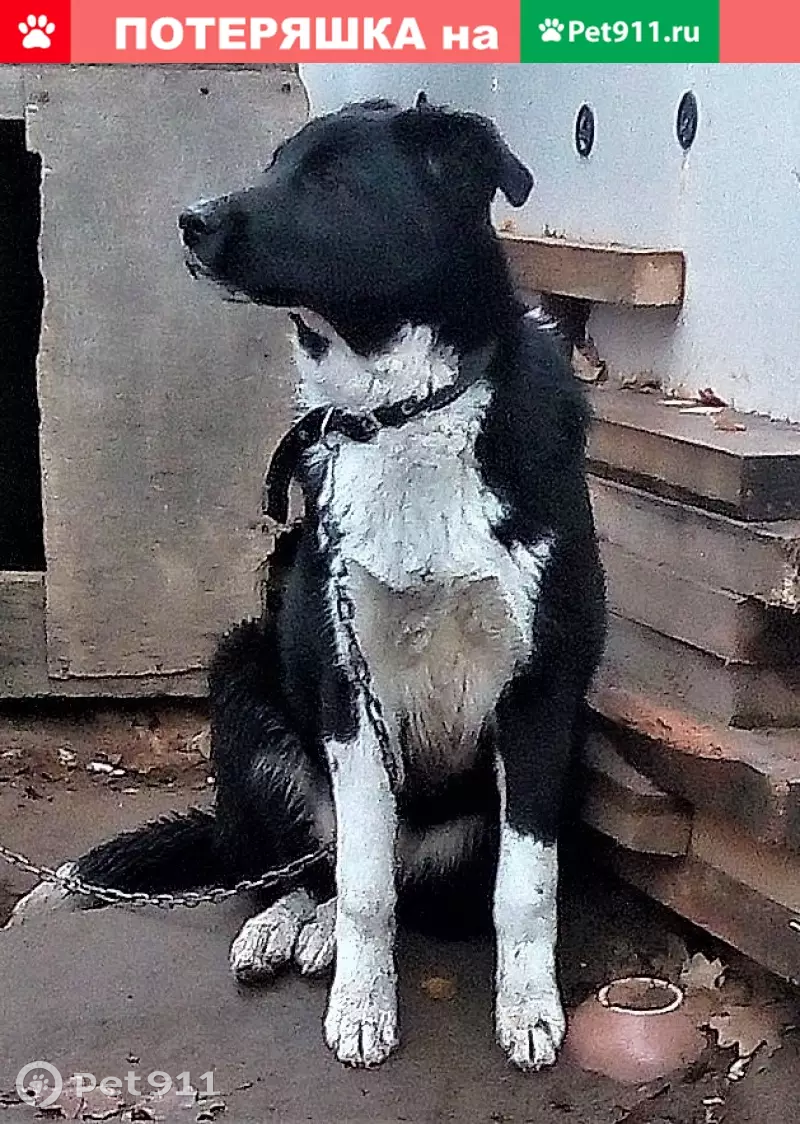 Пропала собака Кельма, у метро Ул. Скобелевская - photo