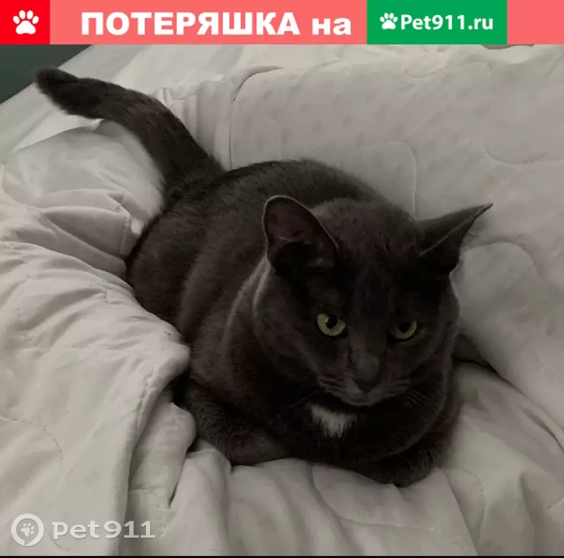 Пропала кошка на Ангарской ул. 20к2 - photo
