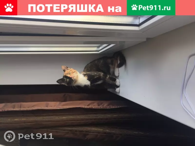 Пропала кошка в Москве, Митино (Пятницкое шоссе, 6к7) - photo
