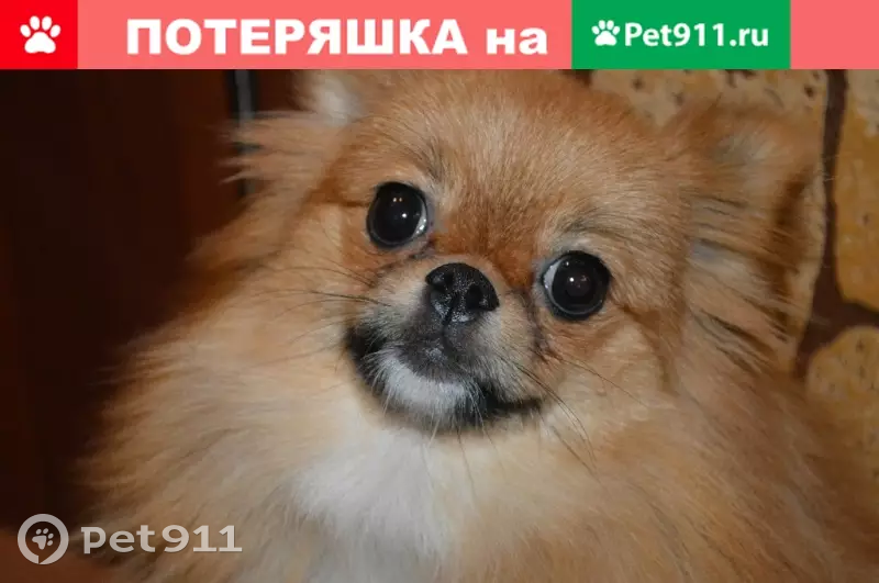 Пропала маленькая собачка в Грязах, вознаграждение! | Pet911.ru