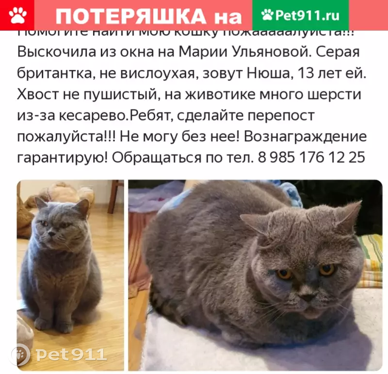 Пропала кошка Нюша на ул. Марии Ульяновой, 12 - photo