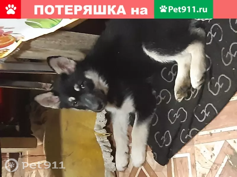 Пропала овчарка смешанная в Москве, ул. Зорге, вл9 - photo