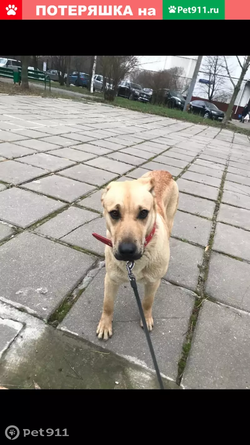 Пропала собака Метис в Мосрентгене, помогите! - photo