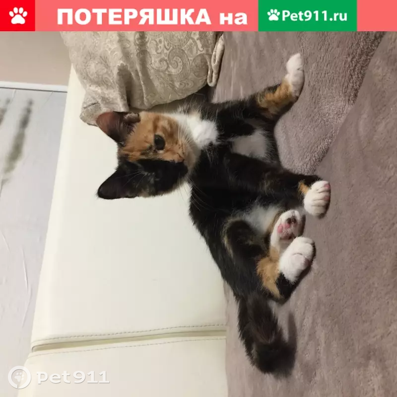 Пропала кошка по адресу Пятницкое шоссе 6к7 в Митино, Москва - photo