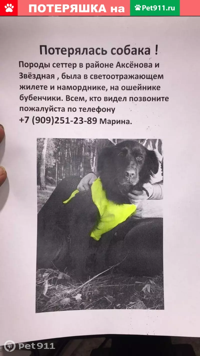 Пропала собака Альма в Кривском, Калужская обл. | Pet911.ru