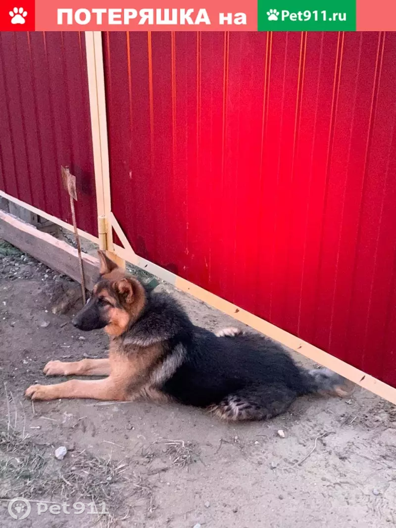 Пропала немецкая овчарка в Костанае - photo
