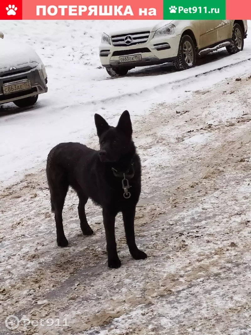 Найдена черная собака возле 116 дома или 49 школы | Pet911.ru