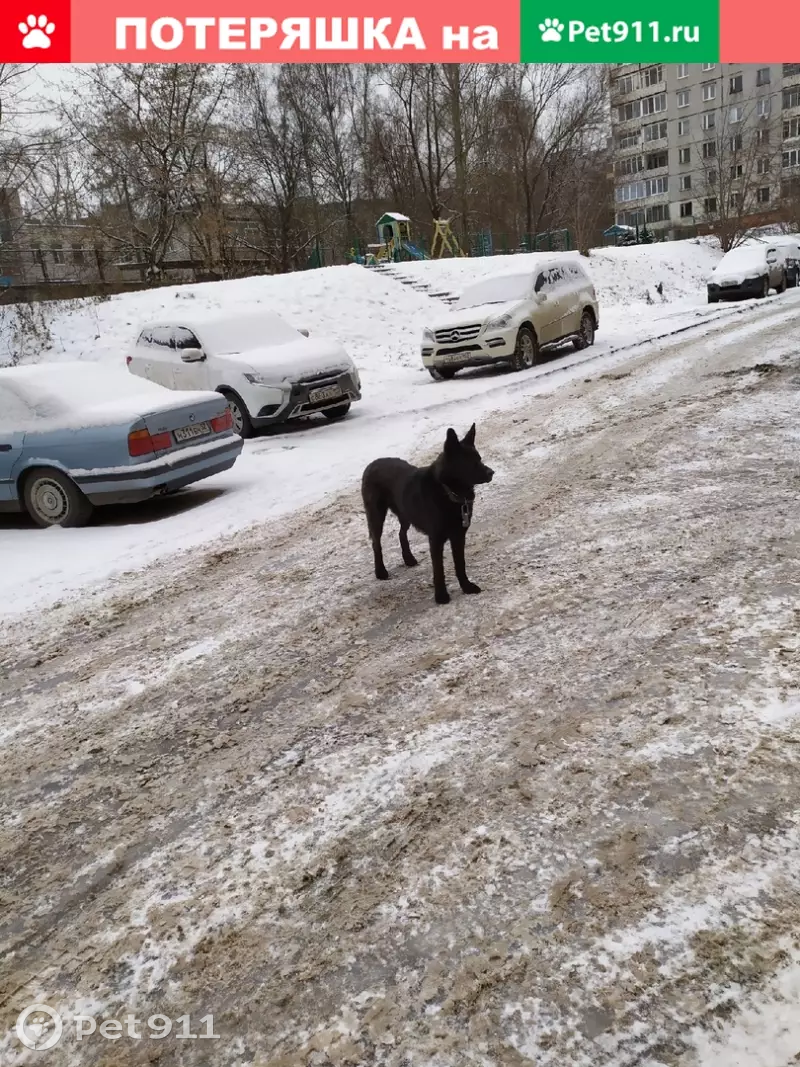 Найдена черная собака возле 116 дома или 49 школы | Pet911.ru