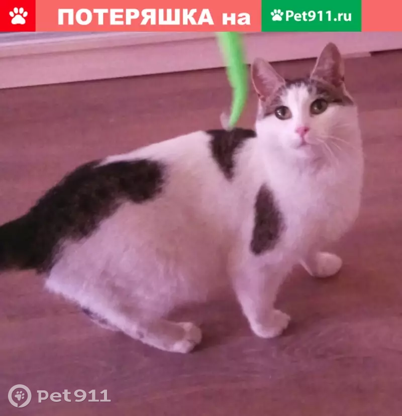 Пропала кошка на ул. Ольги Берггольц, СПб, красный ошейник - photo