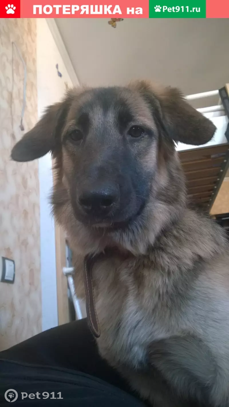 Купить Собаку Немецкую Собаку В Москве