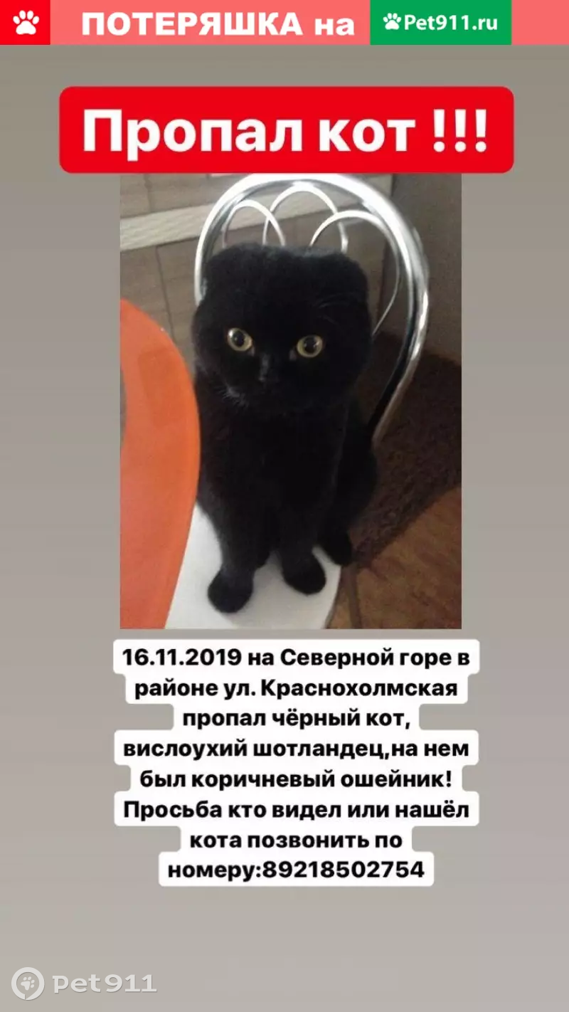 Пропала кошка на Северной горе, Калининград. | Pet911.ru