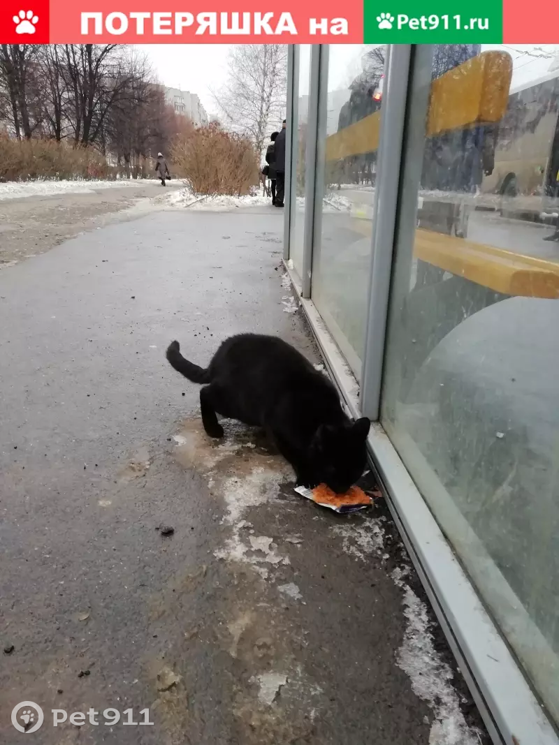 Найден чёрный кот возрастом 2-3 года на Эгерском бульваре | Pet911.ru